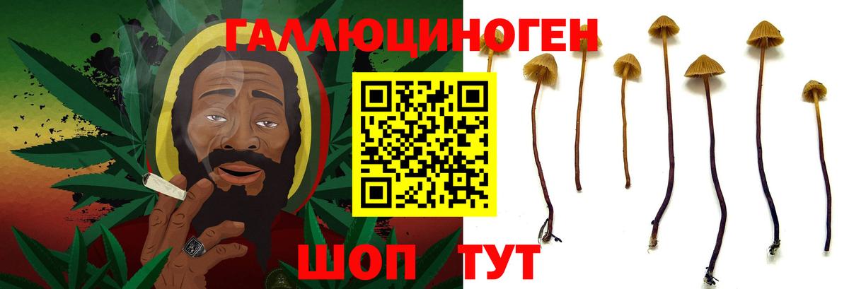 Псилоцибиновые грибы Psilocybine cubensis Ноябрьск